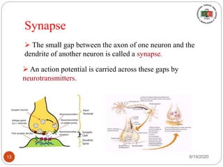 Synapse
 The small gap between the axon of one neuron and the
dendrite of another neuron is called a synapse.
 An action potential is carried across these gaps by
neurotransmitters.
6/19/202013
 