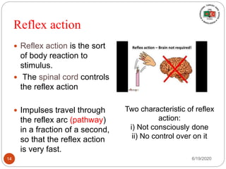Reflex action
 Reflex action is the sort
of body reaction to
stimulus.
 The spinal cord controls
the reflex action
 Impulses travel through
the reflex arc (pathway)
in a fraction of a second,
so that the reflex action
is very fast.
Two characteristic of reflex
action:
i) Not consciously done
ii) No control over on it
6/19/202014
 