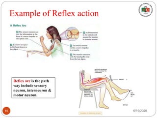 Example of Reflex action
Reflex arc is the path
way include sensory
neuron, interneuron &
motor neuron.
6/19/202015
 