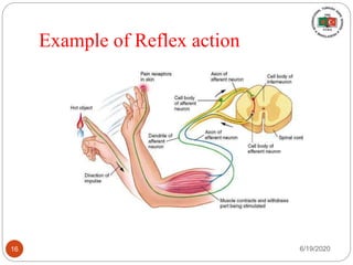 Example of Reflex action
6/19/202016
 
