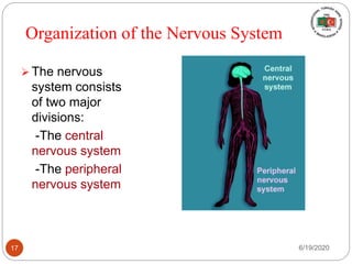 Organization of the Nervous System
 The nervous
system consists
of two major
divisions:
-The central
nervous system
-The peripheral
nervous system
6/19/202017
 