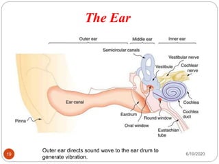 The Ear
6/19/202019
Outer ear directs sound wave to the ear drum to
generate vibration.
 