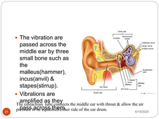 6/19/202021
 The vibration are
passed across the
middle ear by three
small bone such as
the
malleus(hammer),
incus(anvil) &
stapes(stirrup).
 Vibrations are
amplified as they
pass across them.
The eustachian tube connects the middle ear with throat & allow the air
pressure to be equalized either side of the ear drum.
 