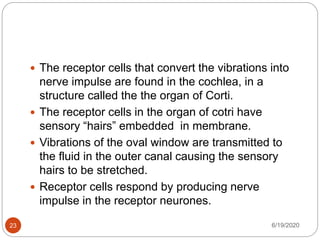6/19/202023
 The receptor cells that convert the vibrations into
nerve impulse are found in the cochlea, in a
structure called the the organ of Corti.
 The receptor cells in the organ of cotri have
sensory “hairs” embedded in membrane.
 Vibrations of the oval window are transmitted to
the fluid in the outer canal causing the sensory
hairs to be stretched.
 Receptor cells respond by producing nerve
impulse in the receptor neurones.
 