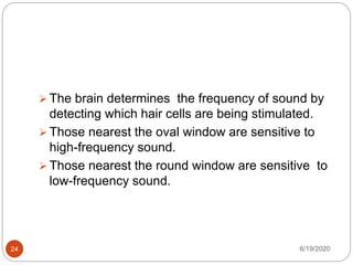 6/19/202024
 The brain determines the frequency of sound by
detecting which hair cells are being stimulated.
 Those nearest the oval window are sensitive to
high-frequency sound.
 Those nearest the round window are sensitive to
low-frequency sound.
 