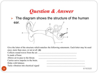 Question & Answer
6/19/202028
 The diagram shows the structure of the human
ear.
Give the letter of the structure which matches the following statements. Each letter may be used
once, more than once, or not at all. (6)
Collects sound waves from the air. .......................................................................
Is made of bone .....................................................................
Allows air to pass to the throat. ......................................................................
Carries nerve impulse to the brain. ......................................................................
Helps with balance. ......................................................................
Turns vibration into electrical signal .......................................................................
 