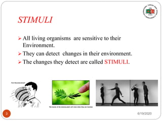 STIMULI
 All living organisms are sensitive to their
Environment.
 They can detect changes in their environment.
 The changes they detect are called STIMULI.
6/19/20203
 