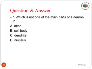Question & Answer
 1.Which is not one of the main parts of a neuron
?
A. axon
B. cell body
C. dendrite
D. nucleus
6/19/202030
 