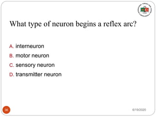What type of neuron begins a reflex arc?
A. interneuron
B. motor neuron
C. sensory neuron
D. transmitter neuron
6/19/202036
 
