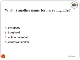 What is another name for nerve impulse?
A. synapses
B. threshold
C. action potential
D. neurotransmitter
6/19/202038
 