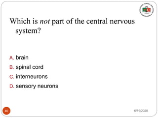 Which is not part of the central nervous
system?
A. brain
B. spinal cord
C. interneurons
D. sensory neurons
6/19/202040
 