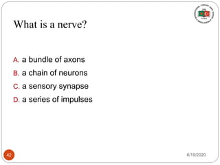 What is a nerve?
A. a bundle of axons
B. a chain of neurons
C. a sensory synapse
D. a series of impulses
6/19/202042
 