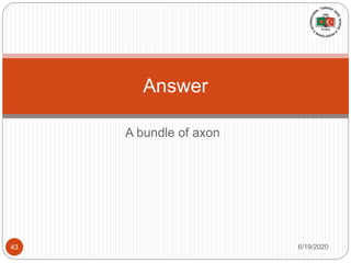 A bundle of axon
Answer
6/19/202043
 