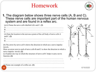 Homework
1. The diagram below shows three nerve cells (A, B and C).
These nerve cells are important part of the human nervous
system and are found in a reflex arc.
(a) (i) Name the nerve cells labelled A,B, and C. (3)
A…………………………………………………………………………………
B…………………………………………………………………………………
C…………………………………………………………………………………
(ii) State the location in the nervous system of the cell body of nerve cells A
and C. (2)
A…………………………………………………………………………………
B………………………………………………………………………………….
(b) The arrow by nerve cell A shows the direction in which are a nerve impulse
travels.
Draw an arrow next to each of nerve cells B and C to show the direction in which a
nerve impulse travels. (2)
(c) Explain one way in which the structure of nerve cell C helps it carry out its
function. (2)
……………………………………………………………………………………
…………………………………………………………………………………….
……………………………………………………………………………………..
(d) Name one example of a reflex arc. (1)
…………………………………………………………………………………….. 6/19/202048
 