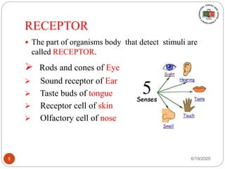 RECEPTOR
 The part of organisms body that detect stimuli are
called RECEPTOR.
 Rods and cones of Eye
 Sound receptor of Ear
 Taste buds of tongue
 Receptor cell of skin
 Olfactory cell of nose
6/19/20205
 