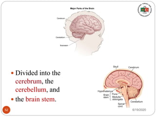  Divided into the
cerebrum, the
cerebellum, and
 the brain stem.
6/19/202052
 