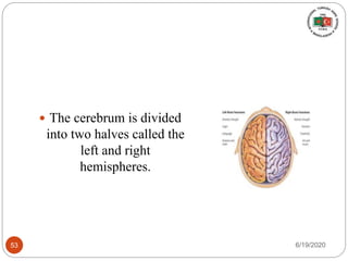  The cerebrum is divided
into two halves called the
left and right
hemispheres.
6/19/202053
 