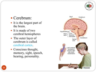  Cerebrum:
 It is the largest part of
the brain.
 It is made of two
cerebral hemispheres
 The outer layer of
cerebrum is called
cerebral cortex.
 Conscious thought,
memory, sight, speech,
hearing, personality.
6/19/202054
 