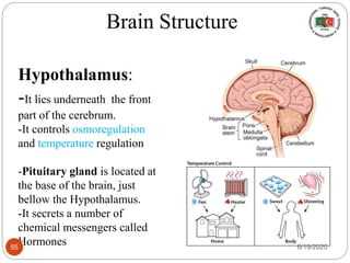 Hypothalamus:
-It lies underneath the front
part of the cerebrum.
-It controls osmoregulation
and temperature regulation
-Pituitary gland is located at
the base of the brain, just
bellow the Hypothalamus.
-It secrets a number of
chemical messengers called
Hormones
Brain Structure
6/19/202055
 