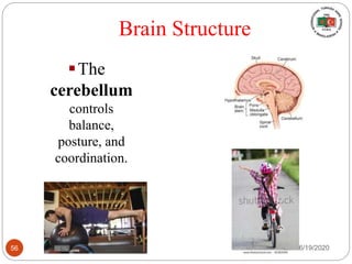 Brain Structure
The
cerebellum
controls
balance,
posture, and
coordination.
6/19/202056
 