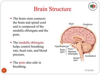 Brain Structure
 The brain stem connects
the brain and spinal cord
and is composed of the
medulla oblongata and the
pons.
 The medulla oblongata
helps control breathing
rate, heart rate, and blood
pressure.
 The pons also aids in
breathing.
6/19/202057
 