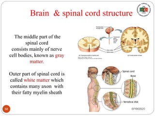 Brain & spinal cord structure
The middle part of the
spinal cord
consists mainly of nerve
cell bodies, known as gray
matter.
Outer part of spinal cord is
called white matter which
contains many axon with
their fatty myelin sheath
6/19/202058
 