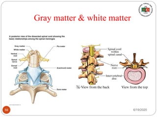 Gray matter & white matter
6/19/202059
 