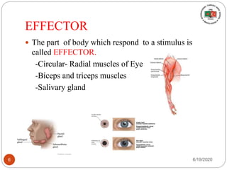 EFFECTOR
 The part of body which respond to a stimulus is
called EFFECTOR.
-Circular- Radial muscles of Eye
-Biceps and triceps muscles
-Salivary gland
6/19/20206
 