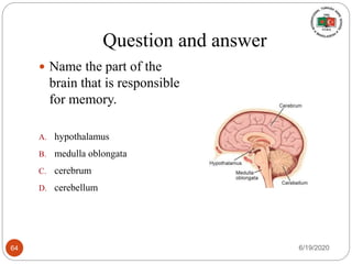 Question and answer
 Name the part of the
brain that is responsible
for memory.
A. hypothalamus
B. medulla oblongata
C. cerebrum
D. cerebellum
6/19/202064
 