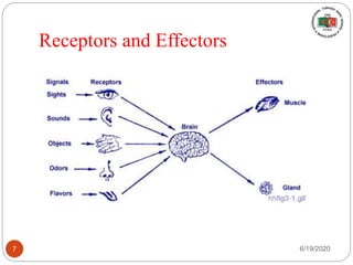 Receptors and Effectors
6/19/20207
 