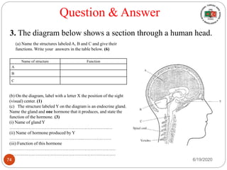 Question & Answer
3. The diagram below shows a section through a human head.
(a) Name the structures labeled A, B and C and give their
functions. Write your answers in the table below. (6)
Name of structure Function
A
B
C
(b) On the diagram, label with a letter X the position of the sight
(visual) center. (1)
(c) The structure labeled Y on the diagram is an endocrine gland.
Name the gland and one hormone that it produces, and state the
function of the hormone. (3)
(i) Name of gland Y
………………………………………………………….…
(ii) Name of hormone produced by Y
…………………………………………...……………….
(iii) Function of this hormone
………………………………………………………………
………………………………………………………………
6/19/202074
 