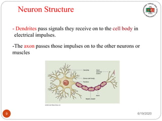 Neuron Structure
- Dendrites pass signals they receive on to the cell body in
electrical impulses.
-The axon passes those impulses on to the other neurons or
muscles
6/19/20209
 