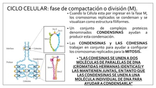 CICLO CELULAR: fase de compactación o división (M).
• Cuando la Célula esta por ingresar en la fase M,
los cromosomas replicados se condensan y se
visualizan como estructura filiformes.
• Un conjunto de complejos proteicos
denominados CONDENSINAS ayudan a
producir esta condensación.
• Las CONDENSINAS y LAS COHESINAS
trabajan en conjunto para ayudar a configurar
los cromosomas replicados para la MITOSIS.
• “LAS COHESINAS SE UNEN A DOS
MOLÉCULAS DE PARALELAS DE DNA
(CROMATIDAS HERMANAS IDENTICAS)Y
LAS MANTIENEN JUNTAS, ENTANTO QUE
LAS CONDENSINAS SE UNEN A UNA
MOLÉCULA INDIVIDUAL DE DNA PARA
AYUDAR A CONDENSARLA”
 