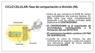 CICLO CELULAR: fase de compactación o división (M).
• Antes de que comience la FASE M, tienen
que completarse dos eventos básicos: EL
DNA tiene que estar completamente
duplicado y en las células animales debe
duplicarse el CENTROSOMA.
• El CENTROSOMA es el organizador de
microtúbulos, contribuyendo a la
formación del uso MITOTICO.
• El centrosoma también contiene UN PAR
DE CENTRIOLOS.
• Cuando se inicia la mitosis, los dos
centrosomas se separan y cada uno origina
una estructura radial de micro túbulos
denominado ASTER
 