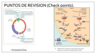PUNTOS DE REVISION (Check points).
• Kinasas/Ciclinas
 Modelo de mecanismo de dos puntos para
detección de daño al DNA (ATM y ATR).
 