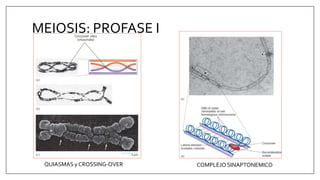 MEIOSIS: PROFASE I
QUIASMAS y CROSSING-OVER COMPLEJO SINAPTONEMICO
 