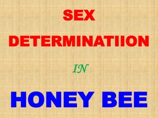 SEX
DETERMINATIION
IN
HONEY BEE
 