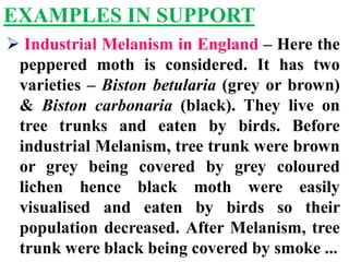 EXAMPLES IN SUPPORT
 Industrial Melanism in England – Here the
peppered moth is considered. It has two
varieties – Biston betularia (grey or brown)
& Biston carbonaria (black). They live on
tree trunks and eaten by birds. Before
industrial Melanism, tree trunk were brown
or grey being covered by grey coloured
lichen hence black moth were easily
visualised and eaten by birds so their
population decreased. After Melanism, tree
trunk were black being covered by smoke ...
 