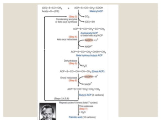 De Novo Synthesis of Fatty Acids | PPTX