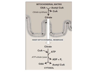 De Novo Synthesis of Fatty Acids | PPTX