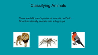 Classifying Animals
There are billions of species of animals on Earth.
Scientists classify animals into sub-groups.
 