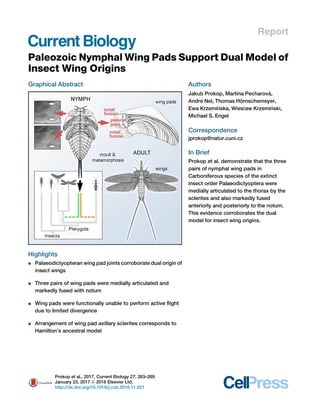 Report
Paleozoic Nymphal Wing Pads Support Dual Model of
Insect Wing Origins
Graphical Abstract
Highlights
d Palaeodictyopteran wing pad joints corroborate dual origin of
insect wings
d Three pairs of wing pads were medially articulated and
markedly fused with notum
d Wing pads were functionally unable to perform active ﬂight
due to limited divergence
d Arrangement of wing pad axillary sclerites corresponds to
Hamilton’s ancestral model
Authors
Jakub Prokop, Martina Pecharova´ ,
Andre Nel, Thomas Ho¨ rnschemeyer,
Ewa Krzeminska, Wies1aw Krzeminski,
Michael S. Engel
Correspondence
jprokop@natur.cuni.cz
In Brief
Prokop et al. demonstrate that the three
pairs of nymphal wing pads in
Carboniferous species of the extinct
insect order Palaeodictyoptera were
medially articulated to the thorax by the
sclerites and also markedly fused
anteriorly and posteriorly to the notum.
This evidence corroborates the dual
model for insect wing origins.
Prokop et al., 2017, Current Biology 27, 263–269
January 23, 2017 ª 2016 Elsevier Ltd.
http://dx.doi.org/10.1016/j.cub.2016.11.021
 