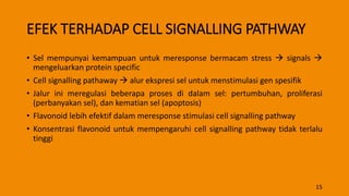 EFEK TERHADAP CELL SIGNALLING PATHWAY
• Sel mempunyai kemampuan untuk meresponse bermacam stress  signals 
mengeluarkan protein specific
• Cell signalling pathaway  alur ekspresi sel untuk menstimulasi gen spesifik
• Jalur ini meregulasi beberapa proses di dalam sel: pertumbuhan, proliferasi
(perbanyakan sel), dan kematian sel (apoptosis)
• Flavonoid lebih efektif dalam meresponse stimulasi cell signalling pathway
• Konsentrasi flavonoid untuk mempengaruhi cell signalling pathway tidak terlalu
tinggi
15
 