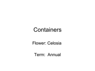 Containers Flower: Celosia  Term:  Annual 