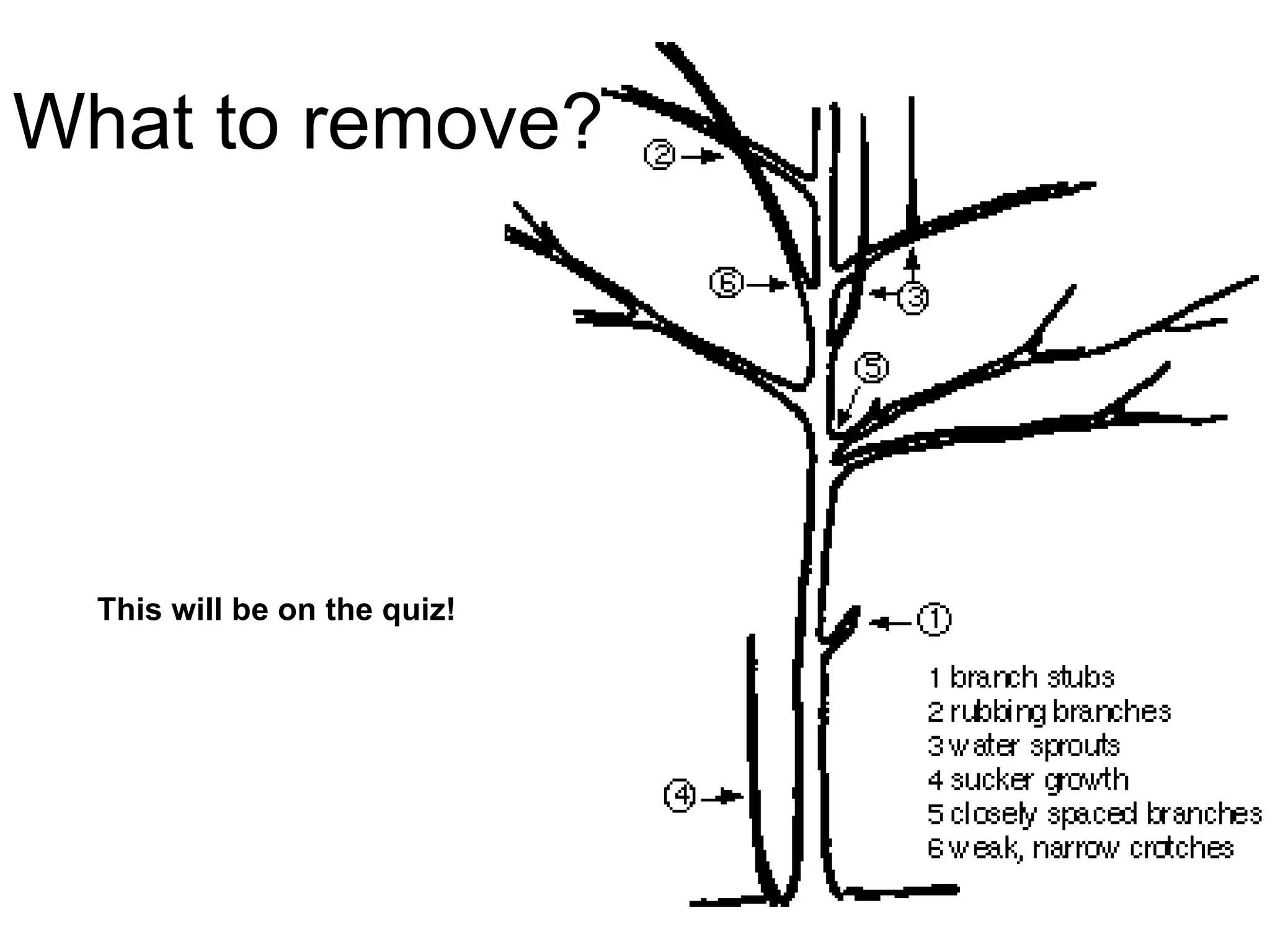 What to remove? This will be on the quiz! 