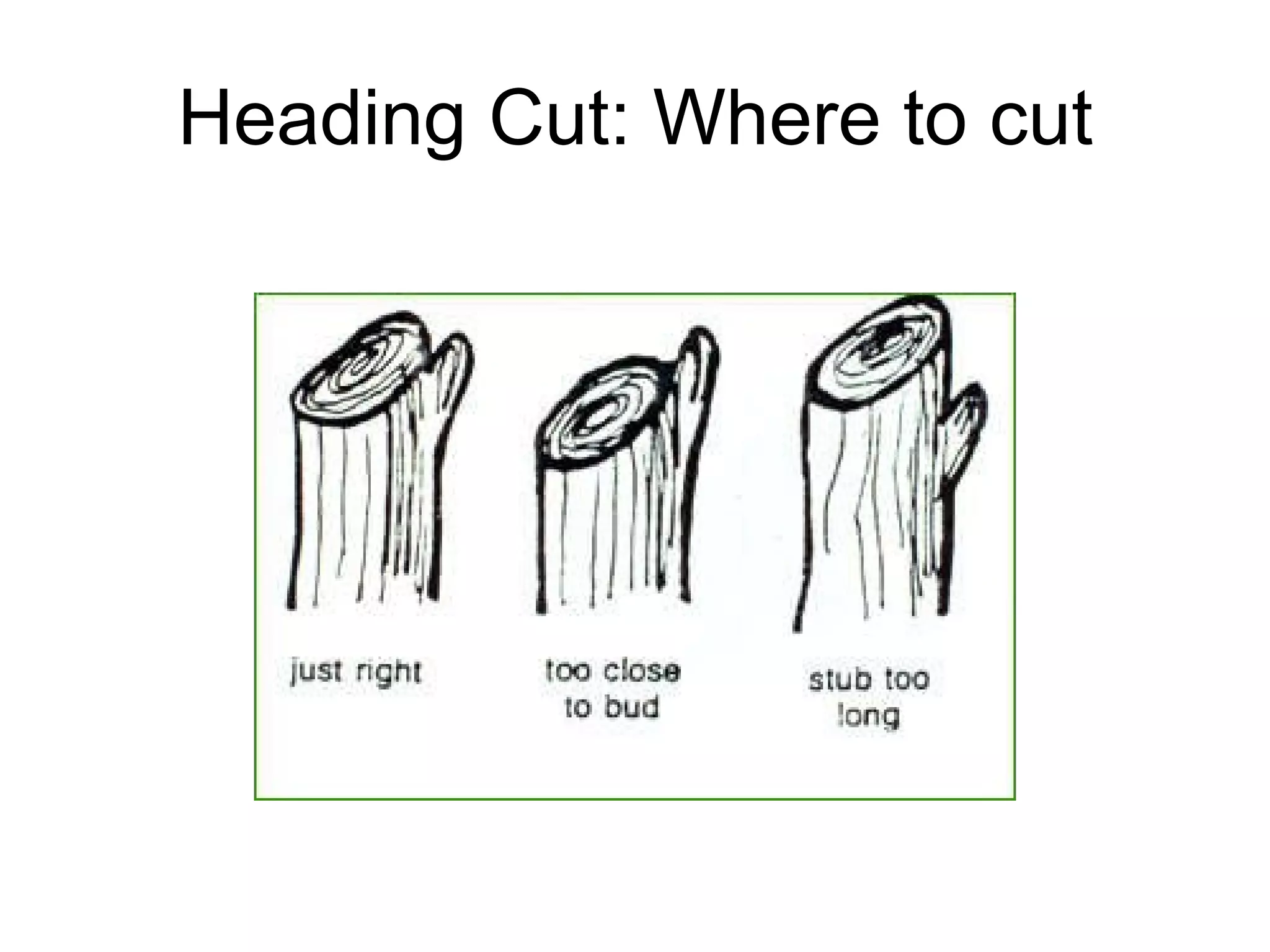 Heading Cut: Where to cut 