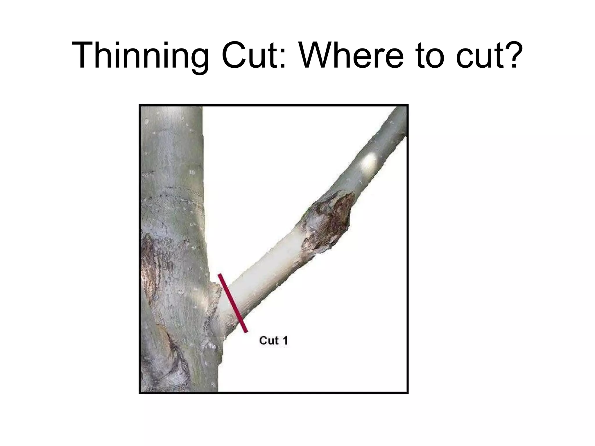 Thinning Cut: Where to cut? 