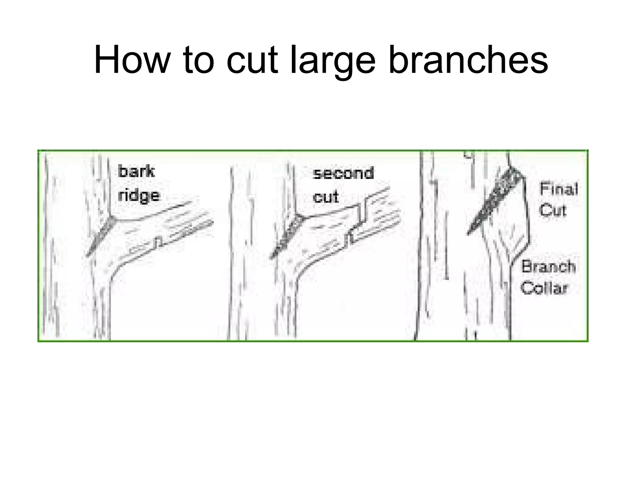 How to cut large branches 