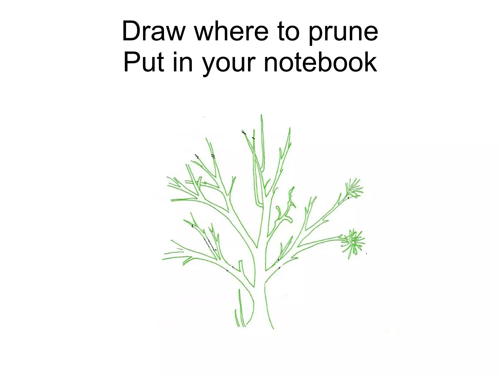 Draw where to prune Put in your notebook 