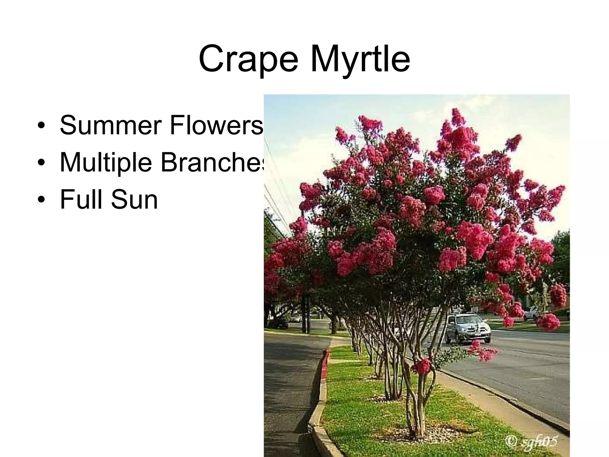 Summer Flowers Multiple Branches Full Sun Crape Myrtle 